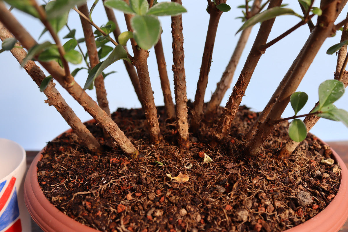 Privet Multi Trunk Bonsai Starter Tree