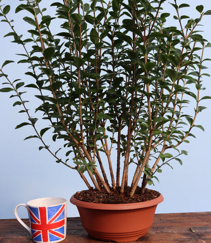 Privet Multi Trunk Bonsai Starter Tree