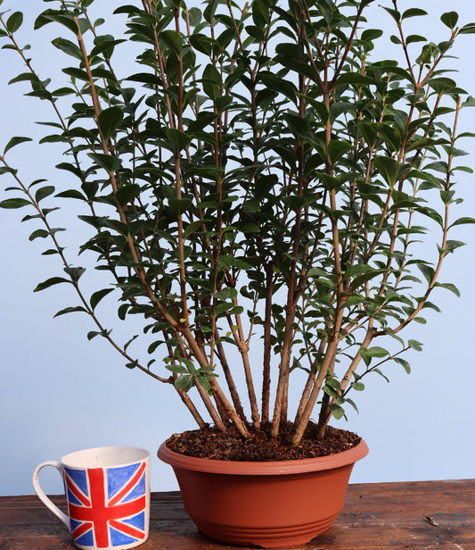 Privet Multi Trunk Bonsai Starter Tree
