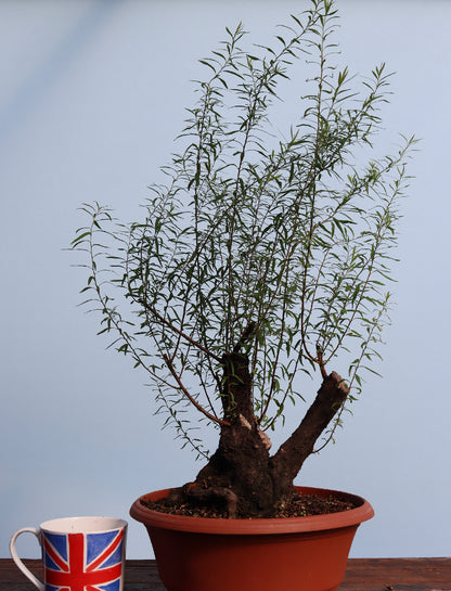 Flowering Bonsai Starter Tree Spirea - CLEARANCE