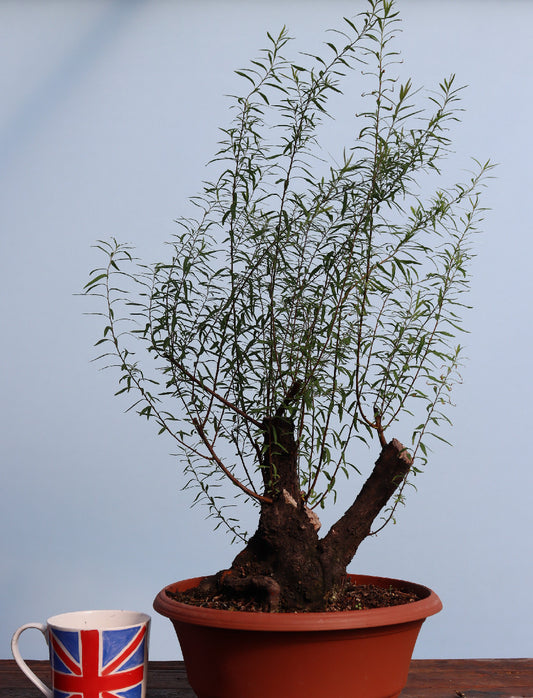 Flowering Bonsai Starter Tree Spirea - CLEARANCE