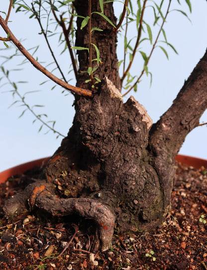 Flowering Bonsai Starter Tree Spirea - CLEARANCE