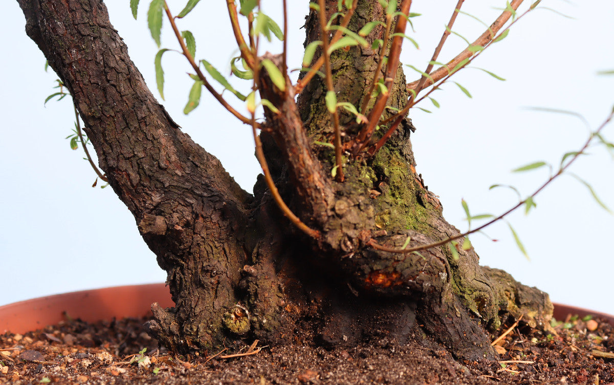 Flowering Bonsai Starter Tree Spirea - CLEARANCE