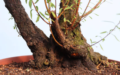 Flowering Bonsai Starter Tree Spirea - CLEARANCE