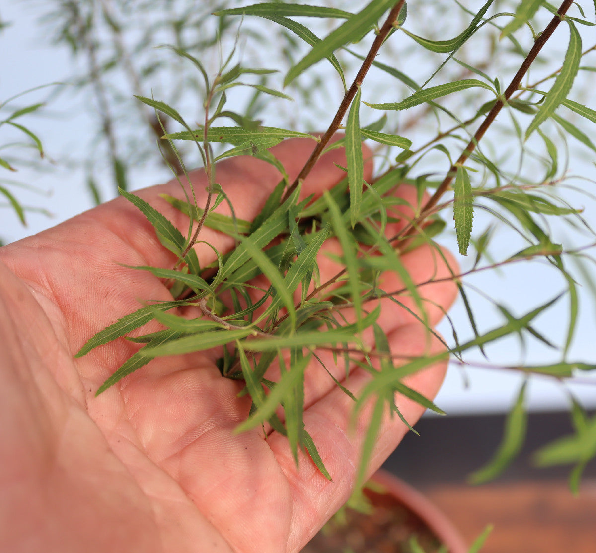 Flowering Bonsai Starter Tree Spirea - CLEARANCE