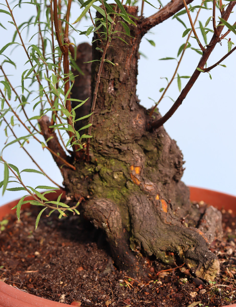 Flowering Bonsai Starter Tree Spirea - CLEARANCE