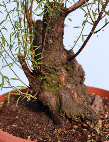 Flowering Bonsai Starter Tree Spirea - CLEARANCE