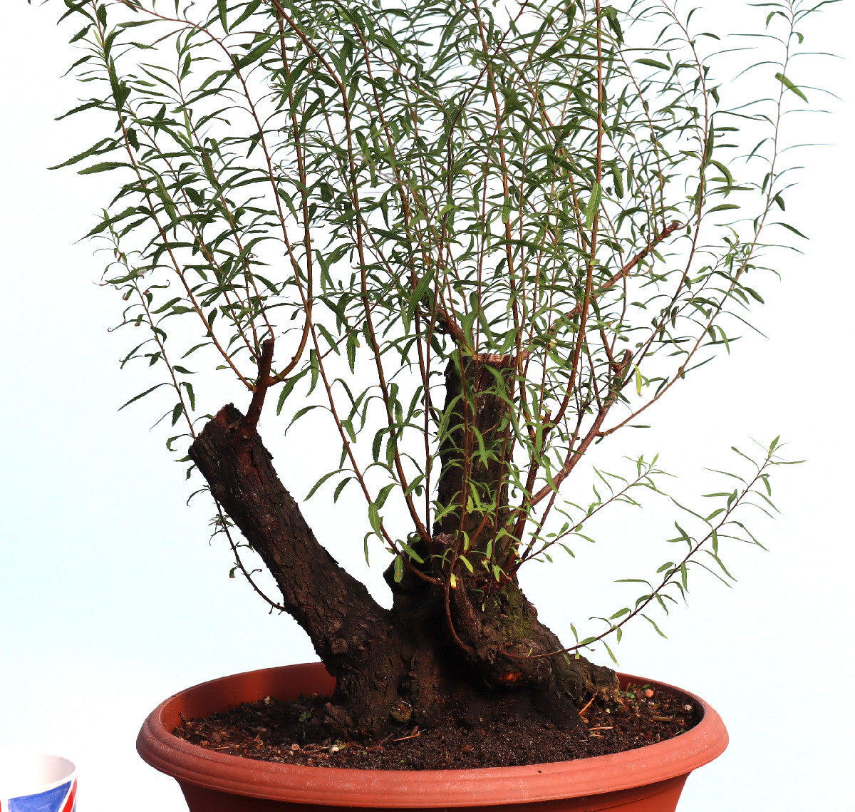 Flowering Bonsai Starter Tree Spirea - CLEARANCE