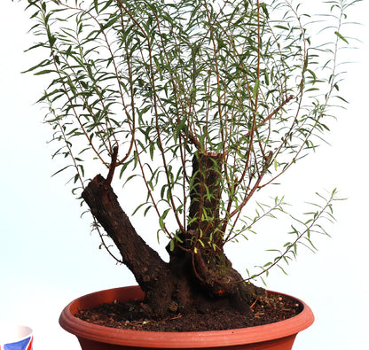 Flowering Bonsai Starter Tree Spirea - CLEARANCE