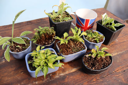 Bonsai Accent Plantings Dwarf Hostas x 8 - CLEARANCE