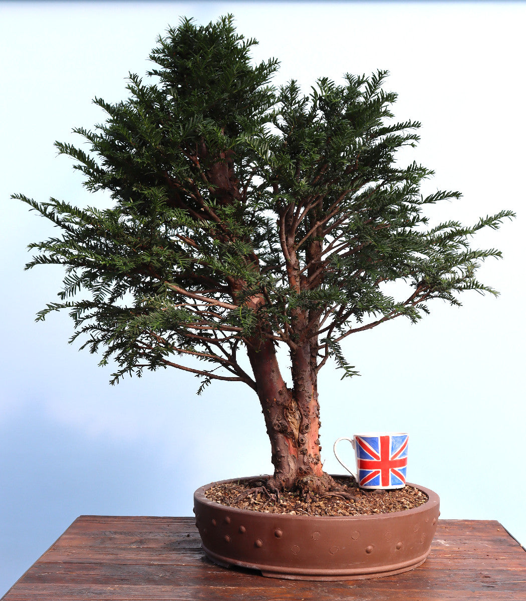 English Yew Yamadori Bonsai Material