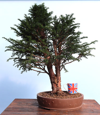 English Yew Yamadori Bonsai Material