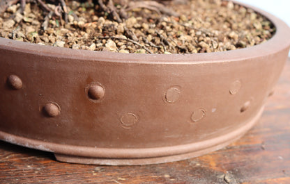 English Yew Yamadori Bonsai Material