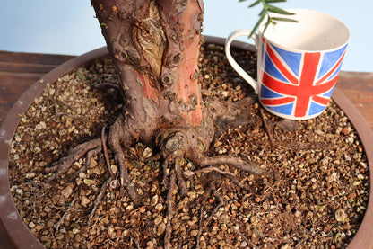 English Yew Yamadori Bonsai Material