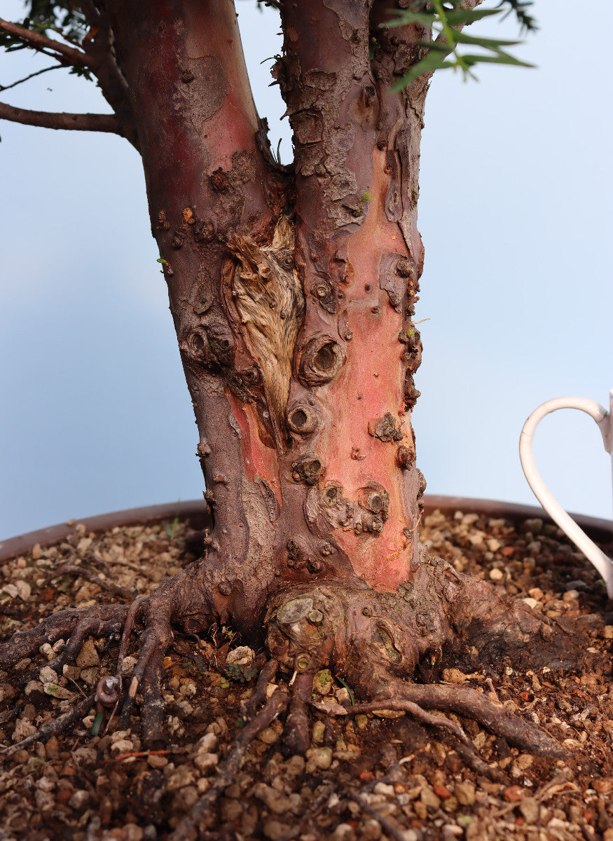 English Yew Yamadori Bonsai Material