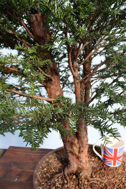 English Yew Yamadori Bonsai Material
