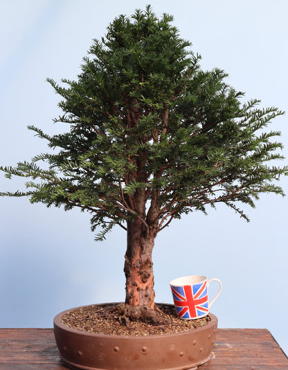English Yew Yamadori Bonsai Material