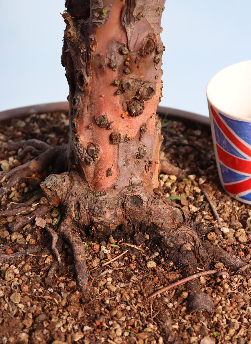 English Yew Yamadori Bonsai Material
