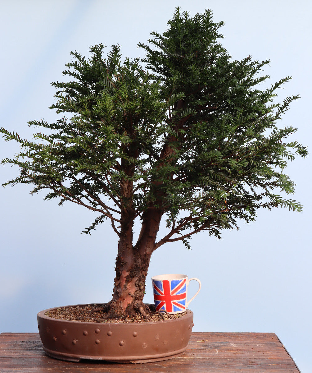 English Yew Yamadori Bonsai Material