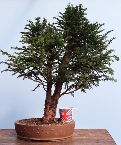 English Yew Yamadori Bonsai Material
