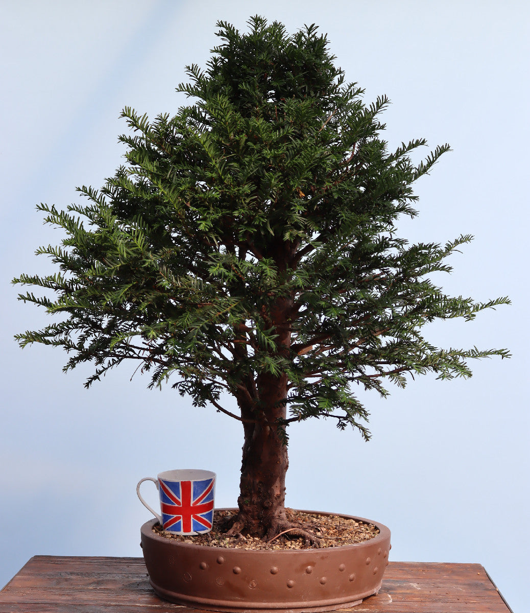 English Yew Yamadori Bonsai Material