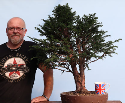 English Yew Yamadori Bonsai Material