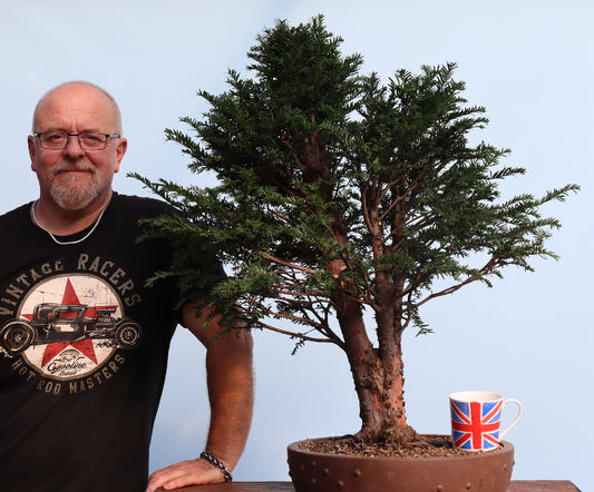 English Yew Yamadori Bonsai Material