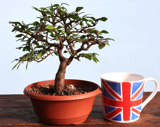 Chinese Elm Bonsai Tree - CLEARANCE