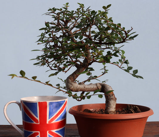 Chinese Elm Bonsai Tree - CLEARANCE