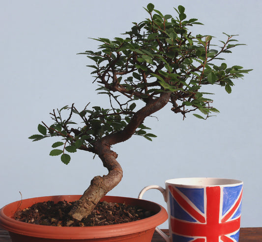 Chinese Elm Bonsai Tree - CLEARANCE