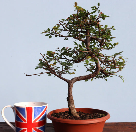 Chinese Elm Bonsai Tree - CLEARANCE