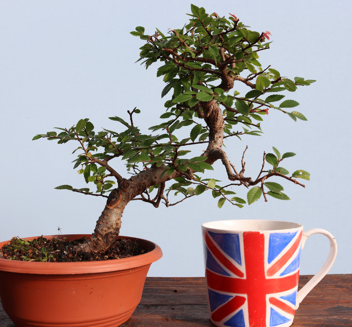 Chinese Elm Bonsai Tree - CLEARANCE