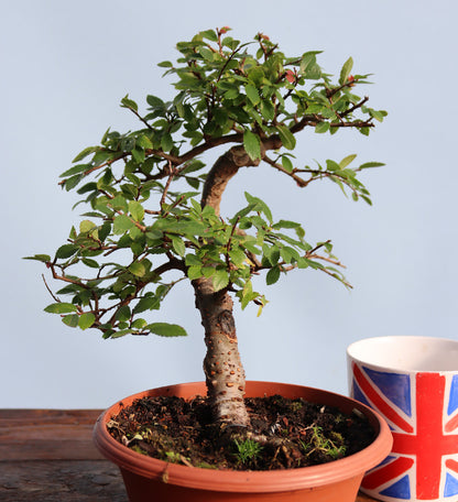Chinese Elm Bonsai Tree - CLEARANCE