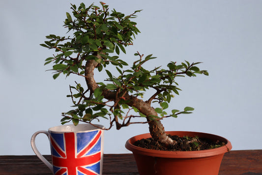 Chinese Elm Bonsai Tree - CLEARANCE