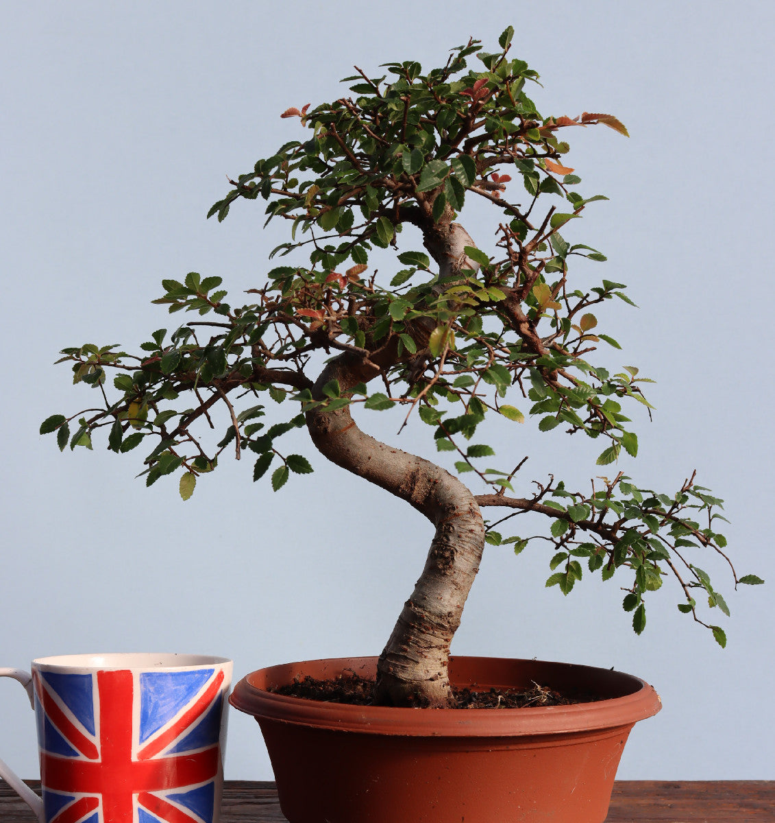 Chinese Elm Bonsai Tree - CLEARANCE