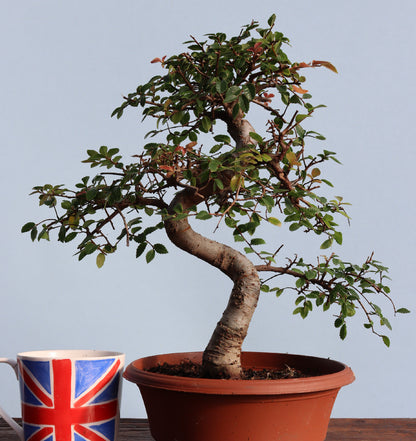 Chinese Elm Bonsai Tree - CLEARANCE
