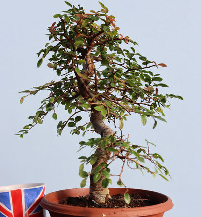 Chinese Elm Bonsai Tree - CLEARANCE
