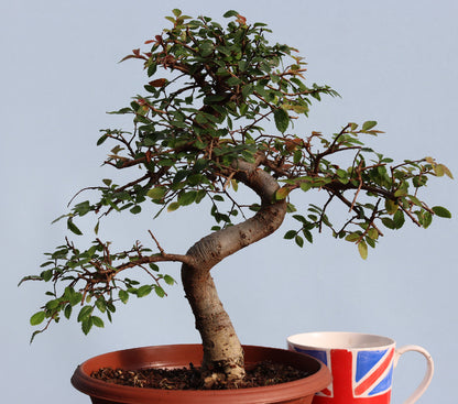 Chinese Elm Bonsai Tree - CLEARANCE