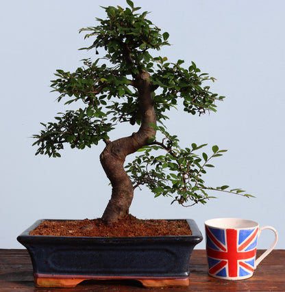 Large Chinese Elm Bonsai Tree