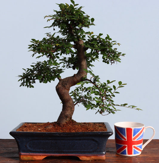 Large Chinese Elm Bonsai Tree