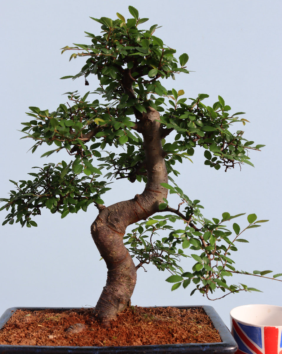 Large Chinese Elm Bonsai Tree