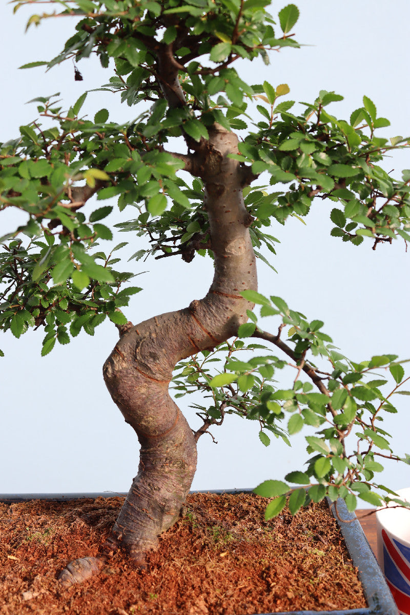 Large Chinese Elm Bonsai Tree