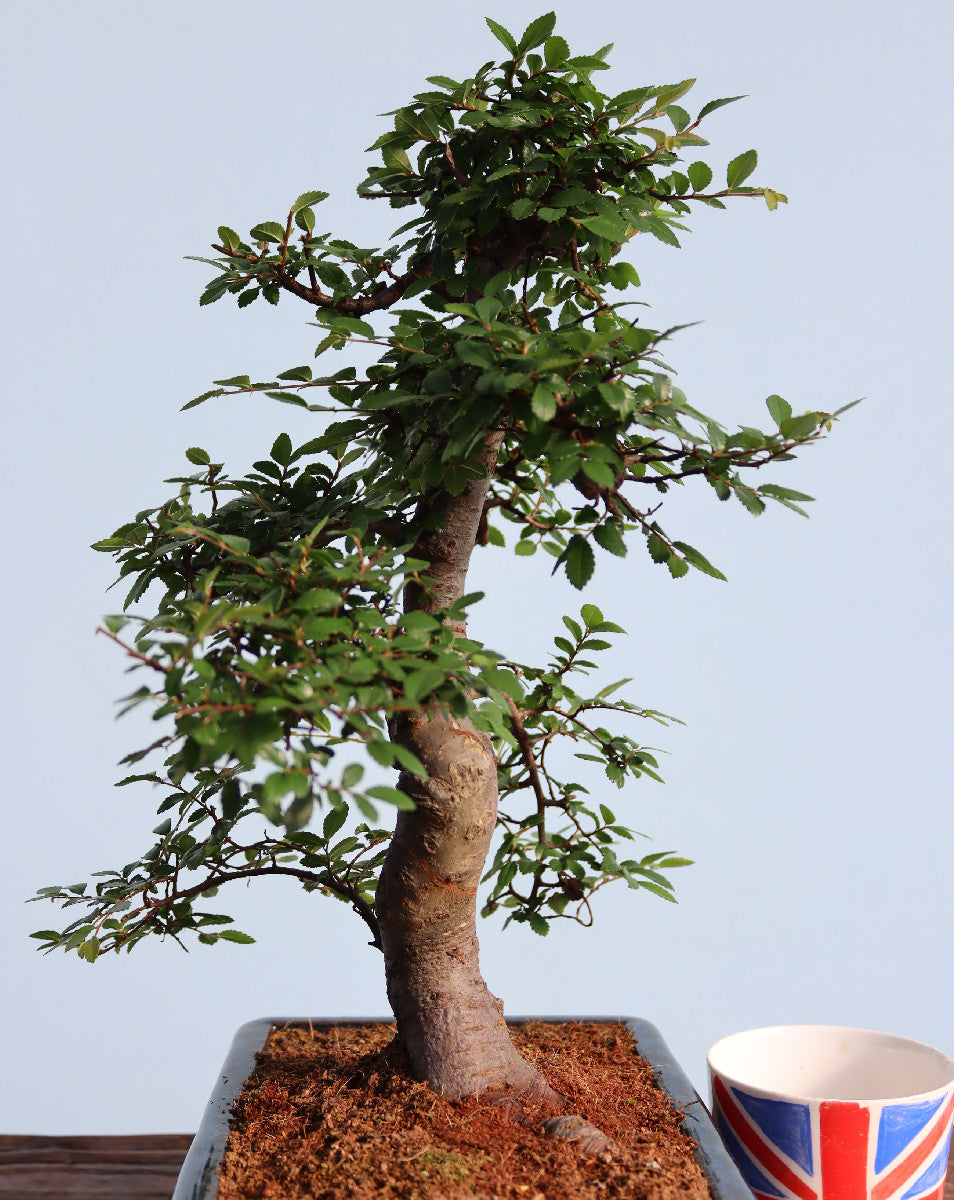 Large Chinese Elm Bonsai Tree
