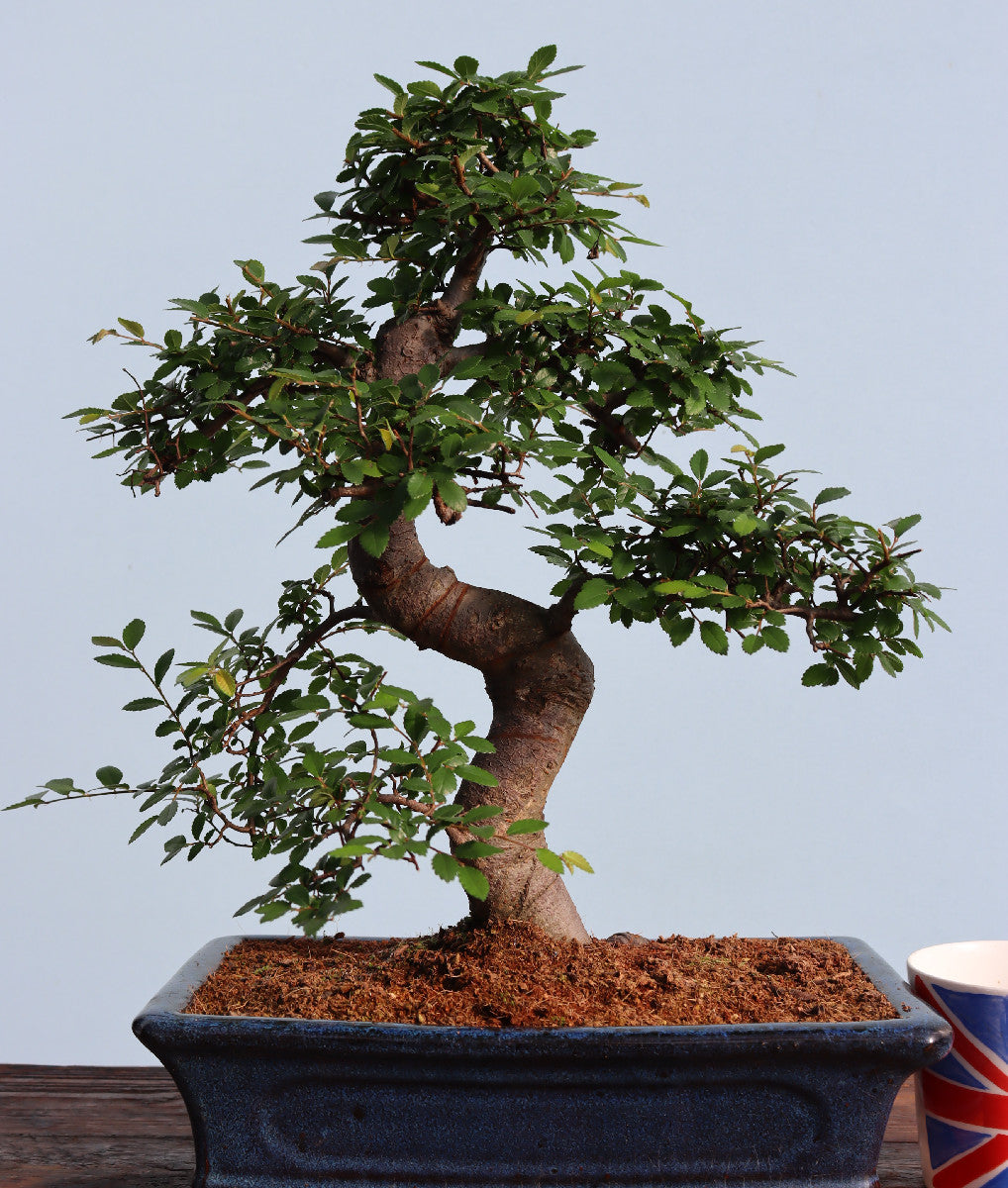 Large Chinese Elm Bonsai Tree