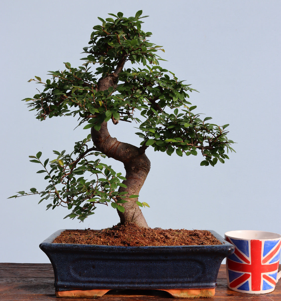 Large Chinese Elm Bonsai Tree