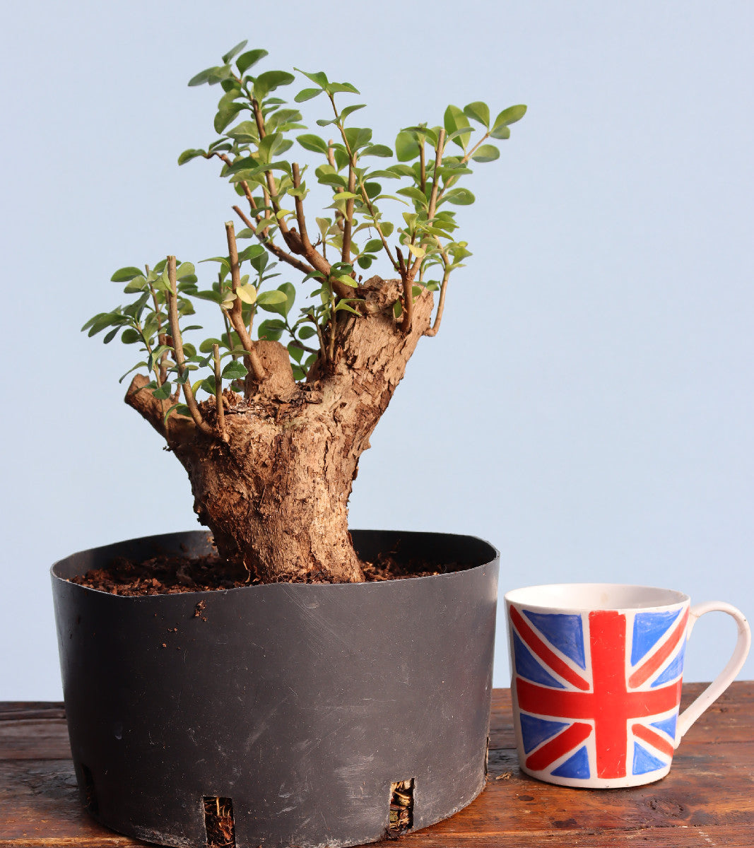 Privet Bonsai  Tree Material - CLEARANCE