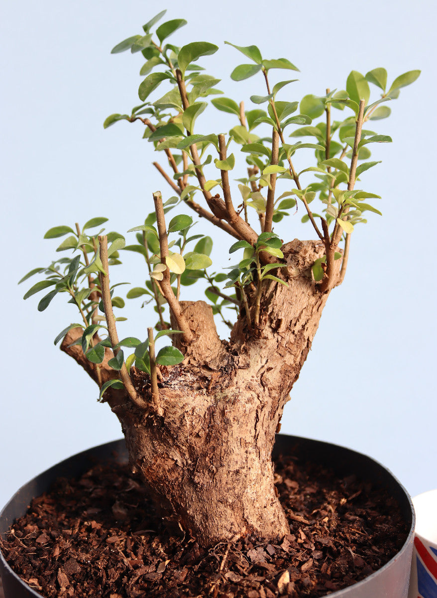 Privet Bonsai  Tree Material - CLEARANCE