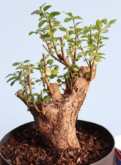 Privet Bonsai  Tree Material - CLEARANCE