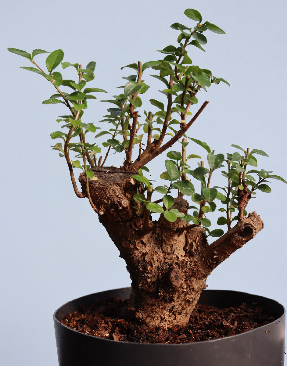 Privet Bonsai  Tree Material - CLEARANCE