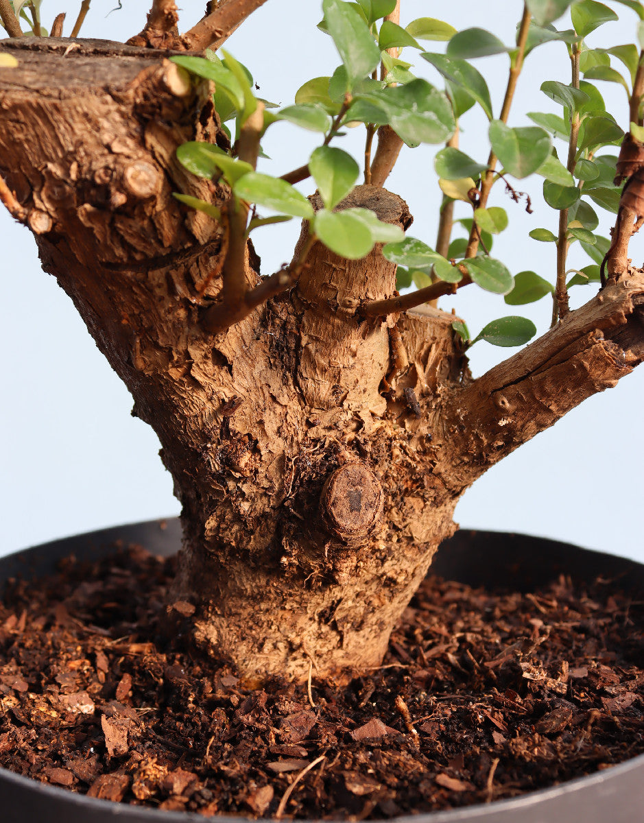 Privet Bonsai  Tree Material - CLEARANCE